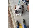 Adopt Strawberry Shortcake a Pit Bull Terrier / Mixed dog in Portsmouth