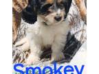 Cavapoo Puppy for sale in Orwell, OH, USA