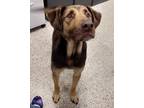 Adopt YULE a Pointer / Mixed dog in Little Rock, AR (39310303)
