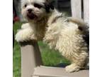 Bichon Frise Puppy for sale in Dearborn, MI, USA
