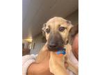 Adopt Max a Black Mouth Cur / German Shepherd Dog / Mixed dog in Portland