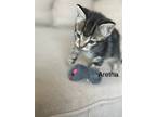 Adopt Aretha a Gray, Blue or Silver Tabby Domestic Shorthair (short coat) cat in