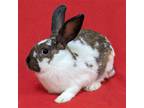 Adopt Mango a White American / Mixed (short coat) rabbit in Antioch