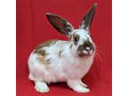 Adopt Foxy a White American / Mixed (short coat) rabbit in Antioch
