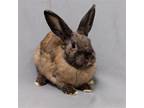 Adopt Dusty a American / Mixed (short coat) rabbit in Antioch, CA (41158798)