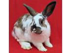 Adopt Chico a White American / Mixed (short coat) rabbit in Antioch