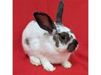Adopt Bonnie a American / Mixed (short coat) rabbit in Antioch, CA (41158913)