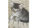 Adopt Prince a Gray, Blue or Silver Tabby Domestic Mediumhair (medium coat) cat