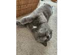Adopt Windy (with Drizzle) a Gray or Blue Domestic Shorthair / Domestic