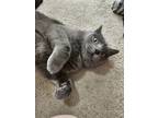 Adopt Drizzle (with Windy) a Gray or Blue Domestic Shorthair / Mixed Breed