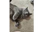 Adopt Drizzle (with Windy) a Gray or Blue Domestic Shorthair / Domestic