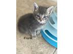 Adopt Frank a Gray, Blue or Silver Tabby Domestic Mediumhair (medium coat) cat