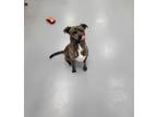 Adopt Chopper a Brindle American Pit Bull Terrier / Mixed dog in Silver Springs