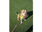Adopt Bravo a Tan/Yellow/Fawn - with White American Staffordshire Terrier /