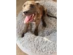 Adopt Brinley a Brindle Labrador Retriever / Mixed dog in Tampa, FL (41158773)