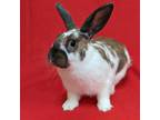 Adopt Peach a American / Mixed (short coat) rabbit in Antioch, CA (41158802)