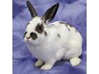 Adopt Maria a American / Mixed (short coat) rabbit in Antioch, CA (41158801)