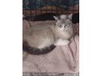 Adopt Mia a Tan or Fawn (Mostly) Siamese (short coat) cat in Eureka