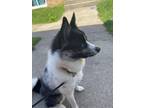 Adopt Yuki a Black - with White Pomsky / Mixed dog in Woodridge, IL (40417552)