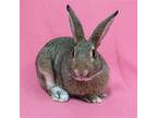 Adopt Lydia a Agouti American / Mixed (short coat) rabbit in Antioch