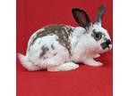 Adopt Sonic a White English Spot / Mixed (short coat) rabbit in Antioch