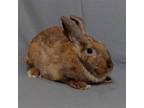 Adopt Sandrine a American / Mixed (short coat) rabbit in Antioch, CA (41158610)