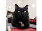 Adopt Mocha a Black (Mostly) Domestic Longhair / Mixed (long coat) cat in