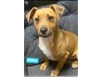 Adopt Miller a Tan/Yellow/Fawn Labrador Retriever / Terrier (Unknown Type
