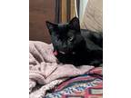 Adopt Boo a Black (Mostly) Domestic Shorthair / Mixed (short coat) cat in Indian