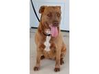 Adopt Nova a Brown/Chocolate Labrador Retriever / American Pit Bull Terrier /