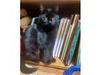 Adopt Raven (with Panther) a All Black Domestic Shorthair / Domestic Shorthair /