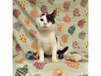 Adopt Lux a White Domestic Shorthair / Domestic Shorthair / Mixed cat in