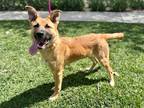 Adopt Shelby a Black - with Tan, Yellow or Fawn German Shepherd Dog / Mixed dog