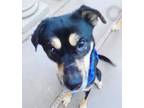 Adopt hope a Tan/Yellow/Fawn - with Black German Shepherd Dog / Mixed dog in las