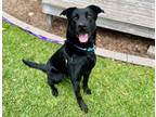 Adopt Jasmine a Black Labrador Retriever / Mixed dog in Mission Viejo