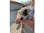 Adopt Ketchup a White Australian Cattle Dog / Mixed dog in Bartlesville