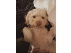 Adopt Precious a White Maltipoo / Mixed dog in Van Nuys, CA (40983235)