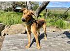 Adopt Alex a Brown/Chocolate Labrador Retriever / German Shepherd Dog / Mixed