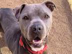 Adopt Cody a Gray/Blue/Silver/Salt & Pepper Mixed Breed (Large) / Mixed dog in