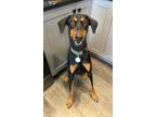 Adopt Riggins a Black Doberman Pinscher / Mixed (short coat) dog in Wichita