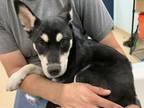 Adopt Izzy K5 4-15-24 a Black Shepherd (Unknown Type) / Mixed dog in San Angelo
