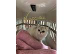 Adopt Narcissa a White Scottish Fold (short coat) cat in Joplin, MO (41158000)