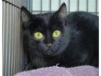 Adopt McDouble AKA Little Debbie a All Black Domestic Shorthair / Mixed cat in