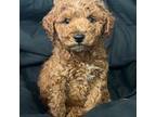 Poodle (Toy) Puppy for sale in Pennsauken, NJ, USA