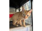 Adopt Dominic a Orange or Red (Mostly) Domestic Shorthair (short coat) cat in