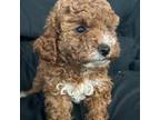 Poodle (Toy) Puppy for sale in Pennsauken, NJ, USA