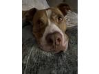 Adopt Brady a White - with Tan, Yellow or Fawn American Pit Bull Terrier /