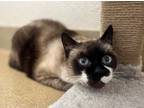 Adopt Cupid a Brown or Chocolate (Mostly) Snowshoe (short coat) cat in Mission