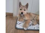 Adopt Salgu a Brown/Chocolate Terrier (Unknown Type, Medium) / Jindo / Mixed dog