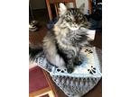 Adopt Moxie a Gray or Blue (Mostly) Maine Coon / Mixed (long coat) cat in